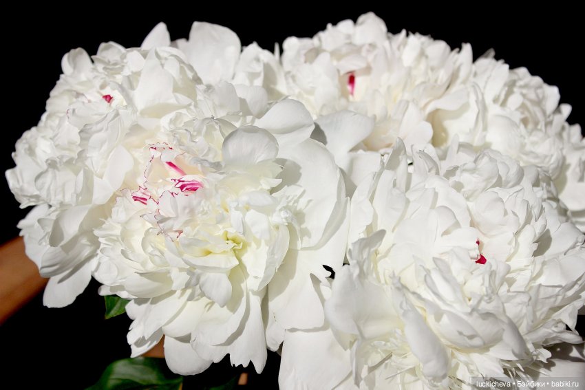 Файлин и солнечное утро с ароматом пионов. Сказка о Пиониве (фото 2)