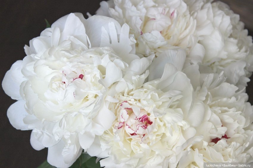 Файлин и солнечное утро с ароматом пионов. Сказка о Пиониве