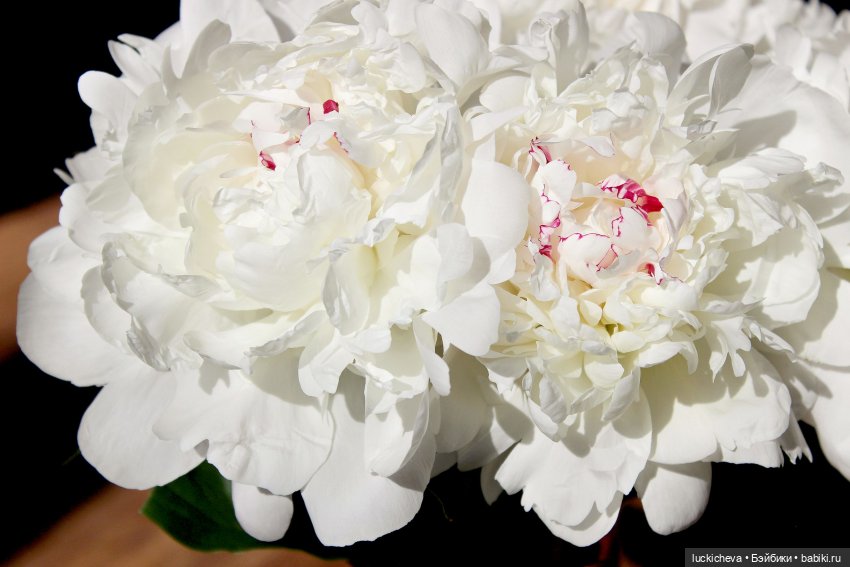 Файлин и солнечное утро с ароматом пионов. Сказка о Пиониве (фото 3)