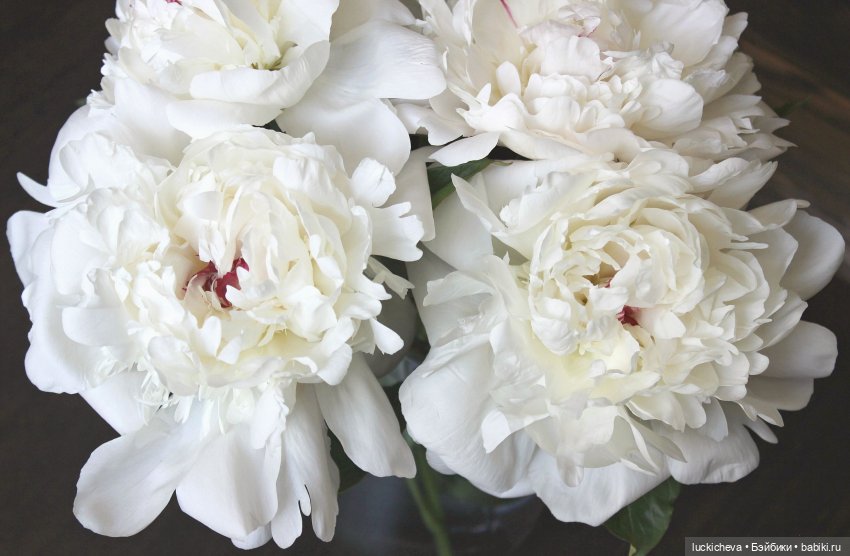 Файлин и солнечное утро с ароматом пионов. Сказка о Пиониве