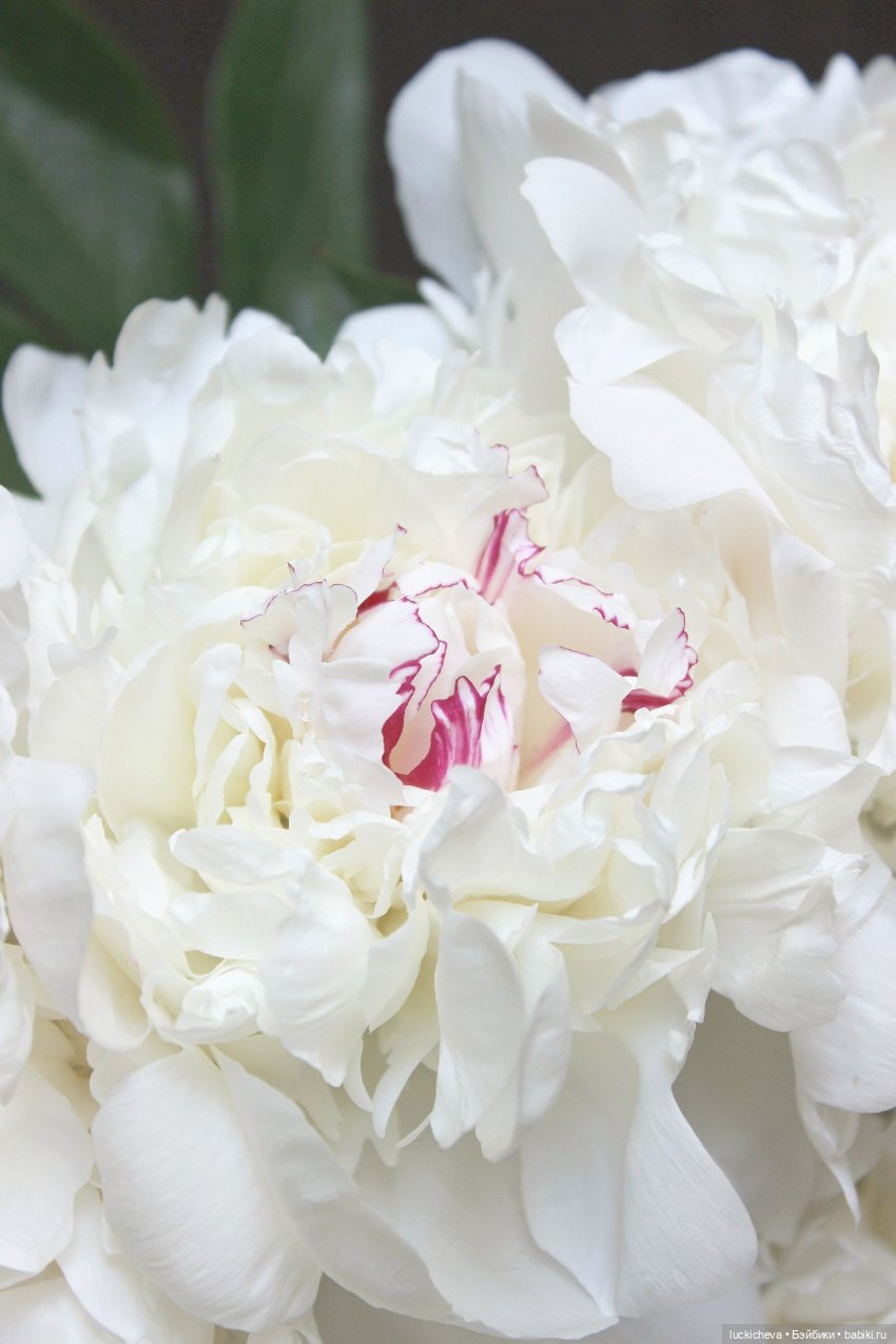 Файлин и солнечное утро с ароматом пионов. Сказка о Пиониве