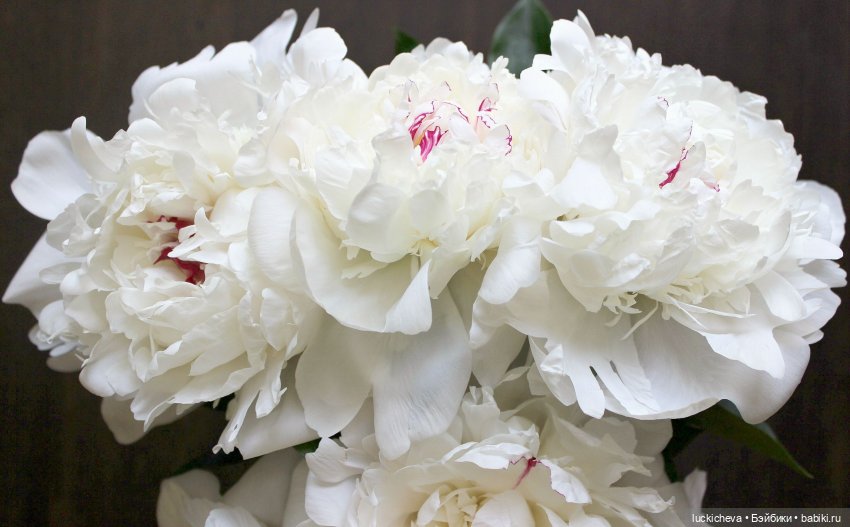 Файлин и солнечное утро с ароматом пионов. Сказка о Пиониве