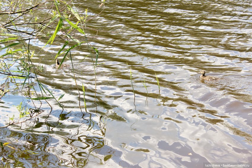 Файлин и Речной Ветер — Гибридизация кукол BJD (БЖД): пересадка головы