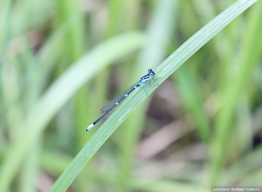 Файлин и Речной Ветер — Гибридизация кукол BJD (БЖД): пересадка головы