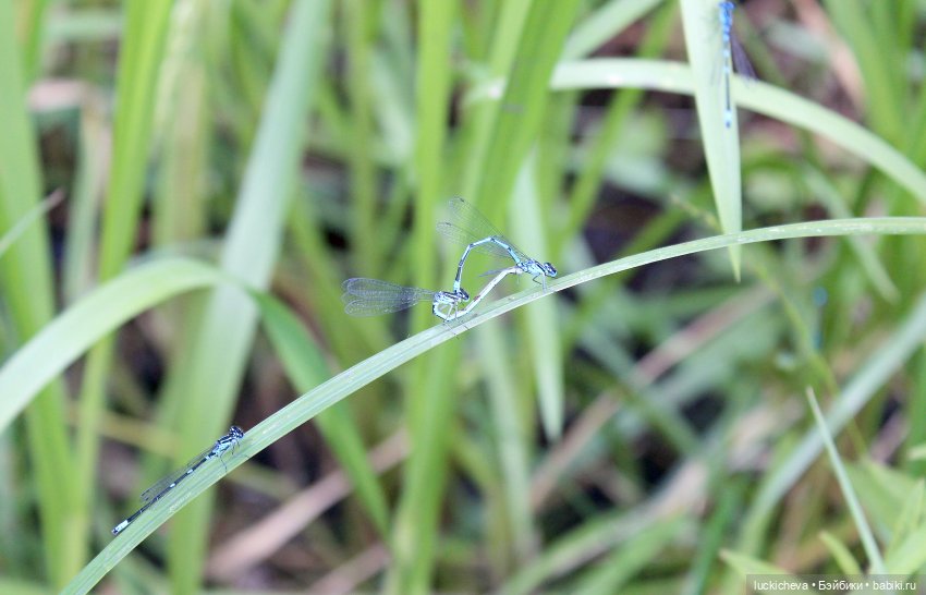 Файлин и Речной Ветер — Гибридизация кукол BJD (БЖД): пересадка головы