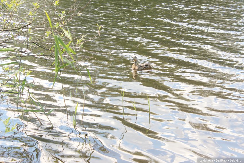 Файлин и Речной Ветер — Гибридизация кукол BJD (БЖД): пересадка головы