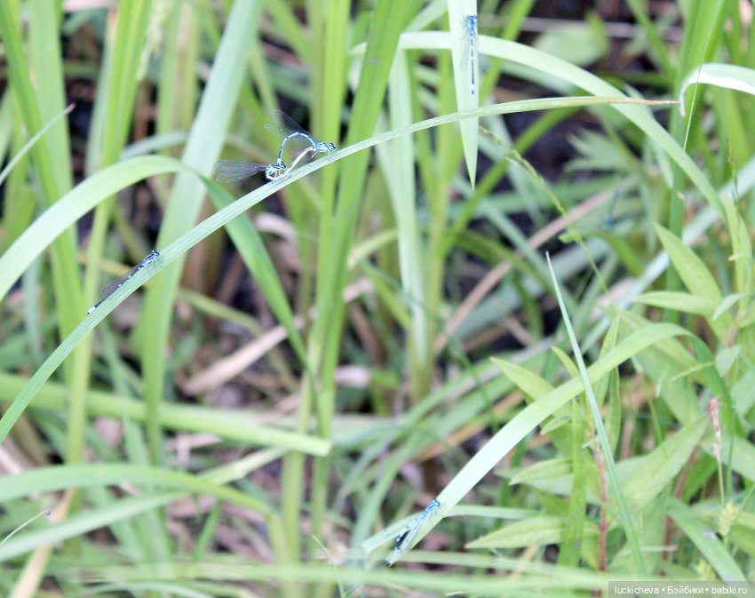 Файлин и Речной Ветер — Гибридизация кукол BJD (БЖД): пересадка головы