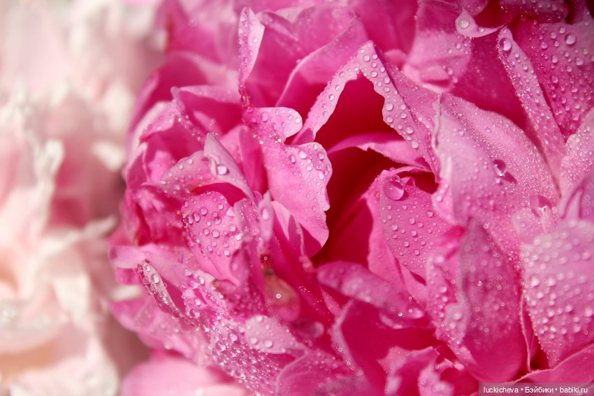 Файлин, Шикарная Пионовость и Пионовая Шикарность