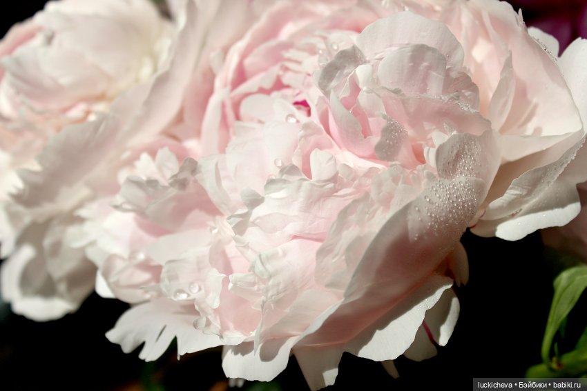 Файлин, Шикарная Пионовость и Пионовая Шикарность