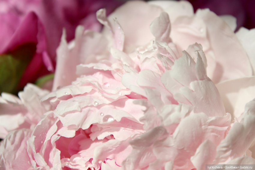 Файлин, Шикарная Пионовость и Пионовая Шикарность