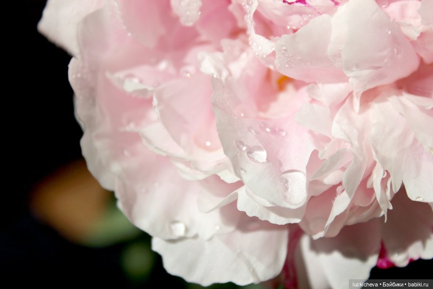 Файлин, Шикарная Пионовость и Пионовая Шикарность