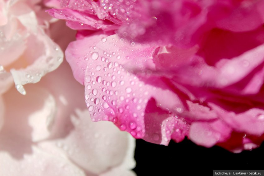 Файлин, Шикарная Пионовость и Пионовая Шикарность