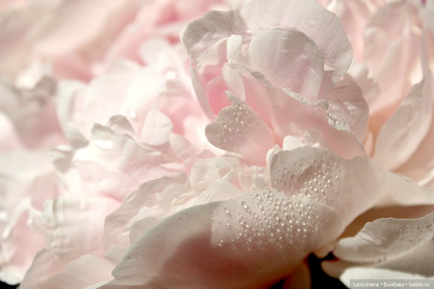 Файлин, Шикарная Пионовость и Пионовая Шикарность