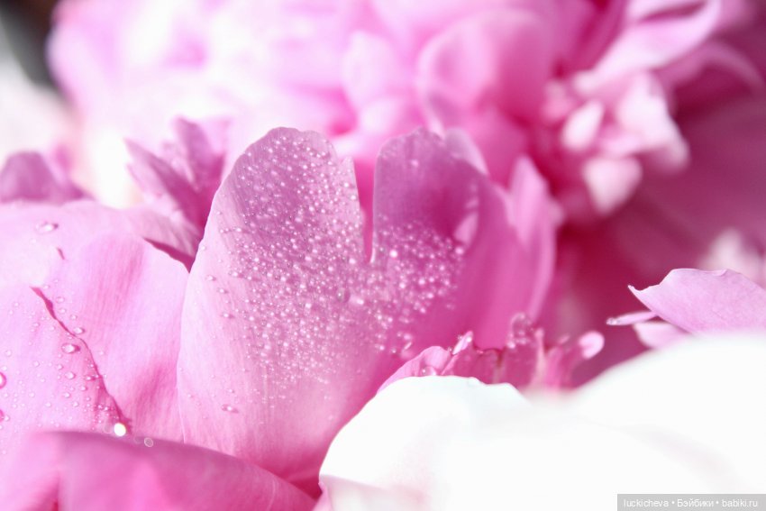 Файлин, Шикарная Пионовость и Пионовая Шикарность