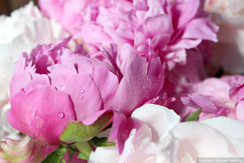 Файлин, Шикарная Пионовость и Пионовая Шикарность