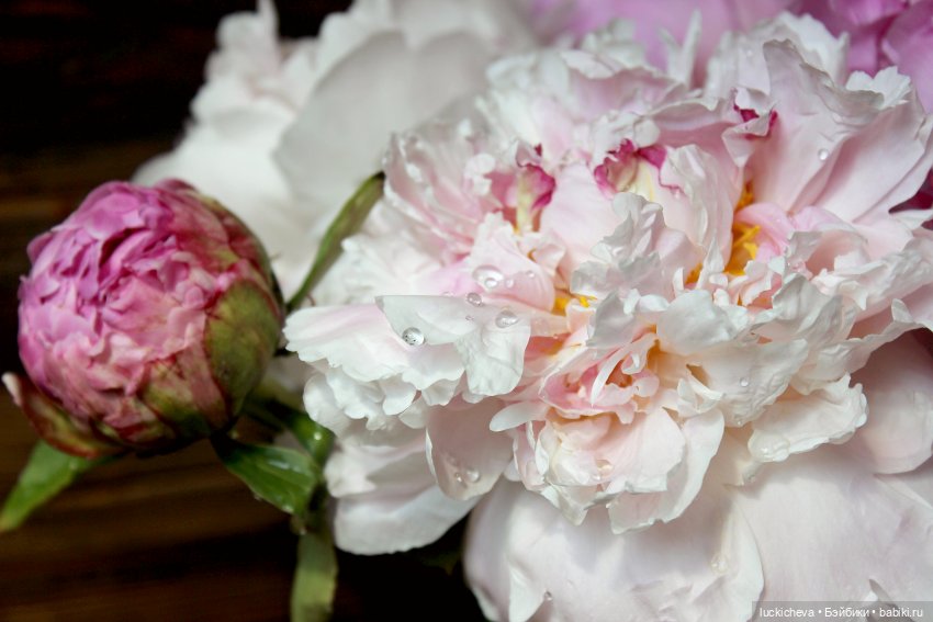 Файлин, Шикарная Пионовость и Пионовая Шикарность (фото 3)