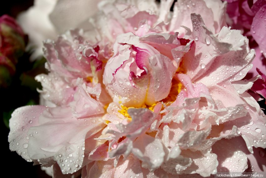 Файлин, Шикарная Пионовость и Пионовая Шикарность