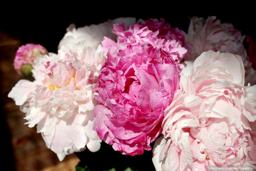 Файлин, Шикарная Пионовость и Пионовая Шикарность (фото 10)