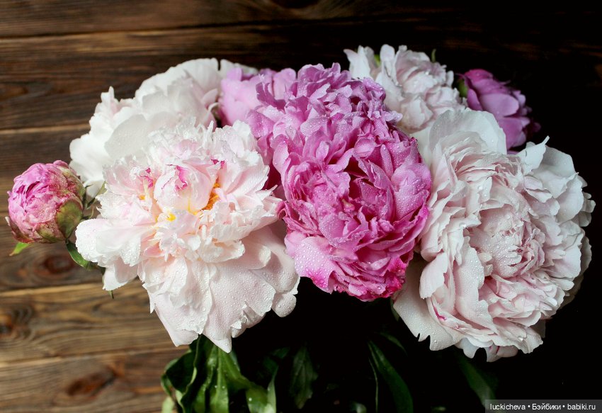 Файлин, Шикарная Пионовость и Пионовая Шикарность (фото 9)