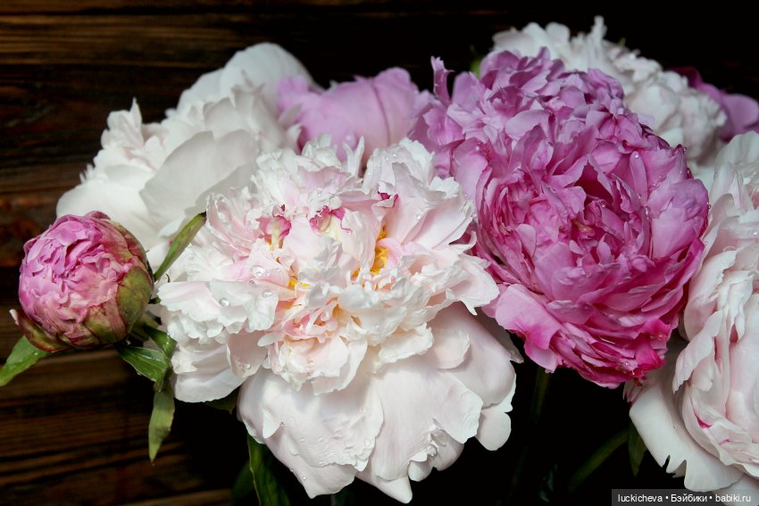 Файлин, Шикарная Пионовость и Пионовая Шикарность (фото 2)