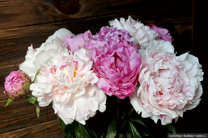 Файлин, Шикарная Пионовость и Пионовая Шикарность