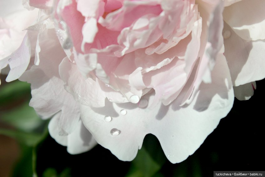 Файлин, Шикарная Пионовость и Пионовая Шикарность