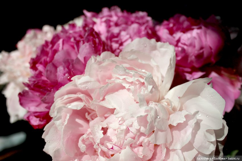 Файлин, Шикарная Пионовость и Пионовая Шикарность