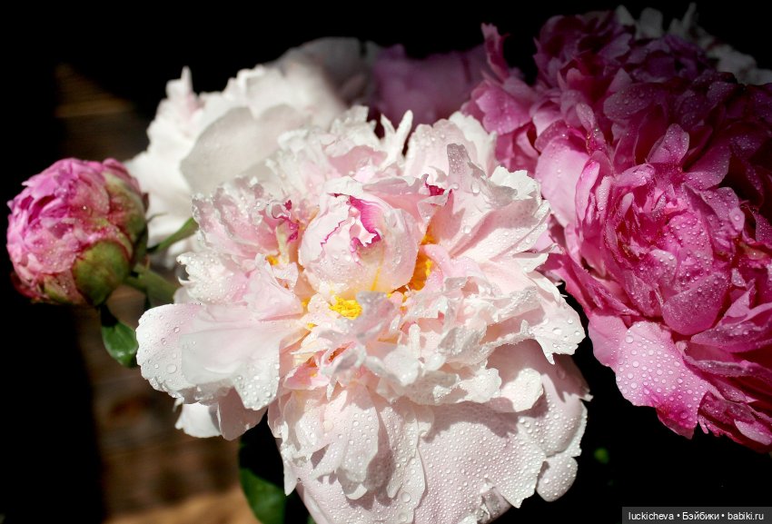 Файлин, Шикарная Пионовость и Пионовая Шикарность