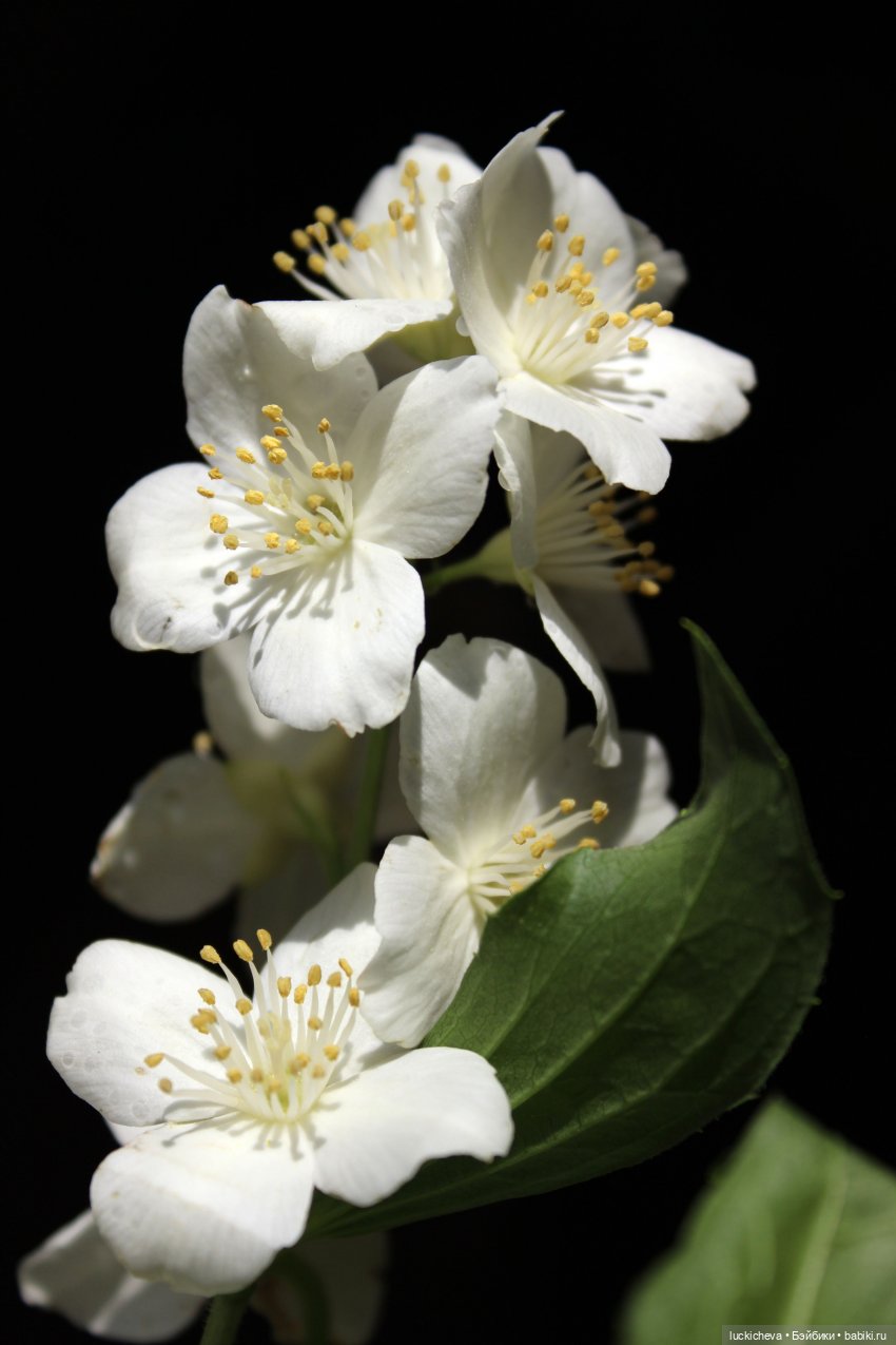 Файлин и Жасминовые Заметки (фото 3)