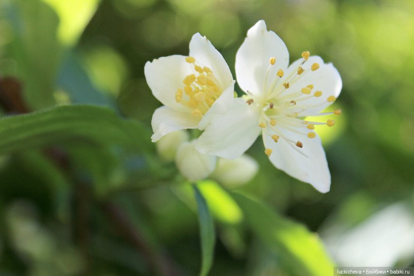 Файлин и Жасминовые Заметки