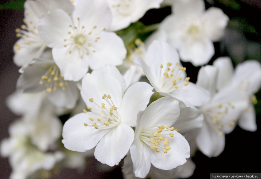 Файлин и Жасминовые Заметки (фото 10)