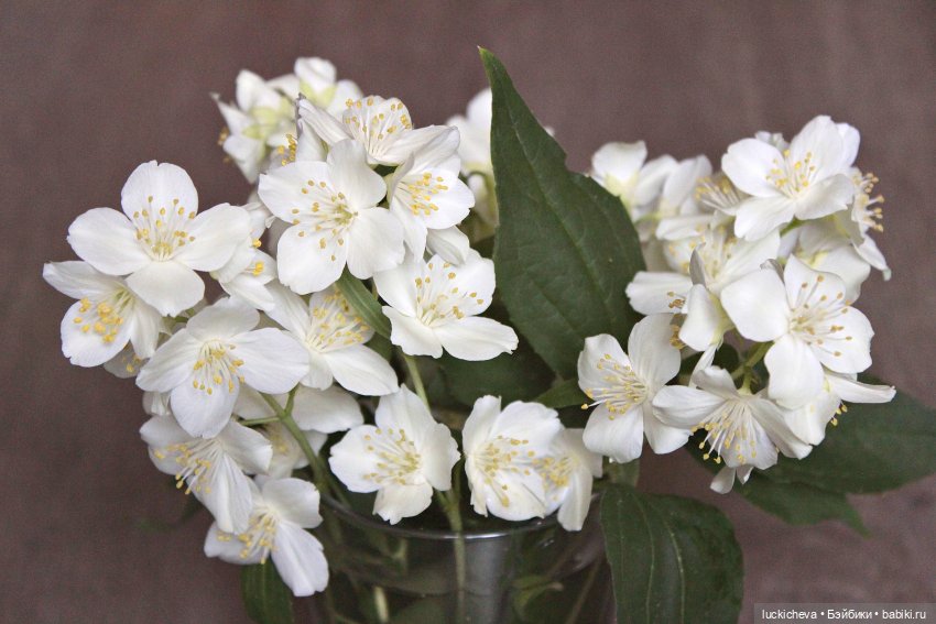 Файлин и Жасминовые Заметки (фото 9)