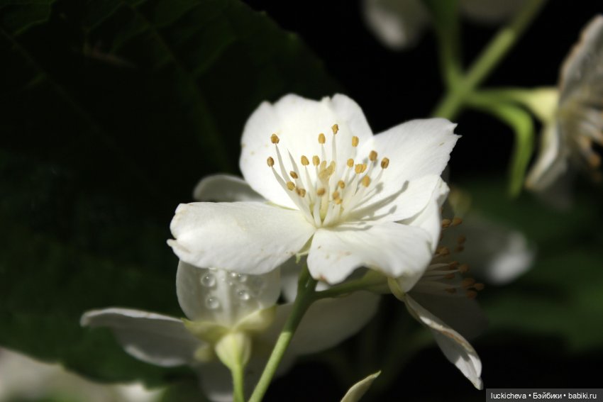 Файлин и Жасминовые Заметки (фото 4)