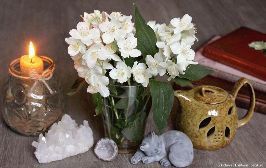 Файлин и Жасминовые Заметки (фото 6)