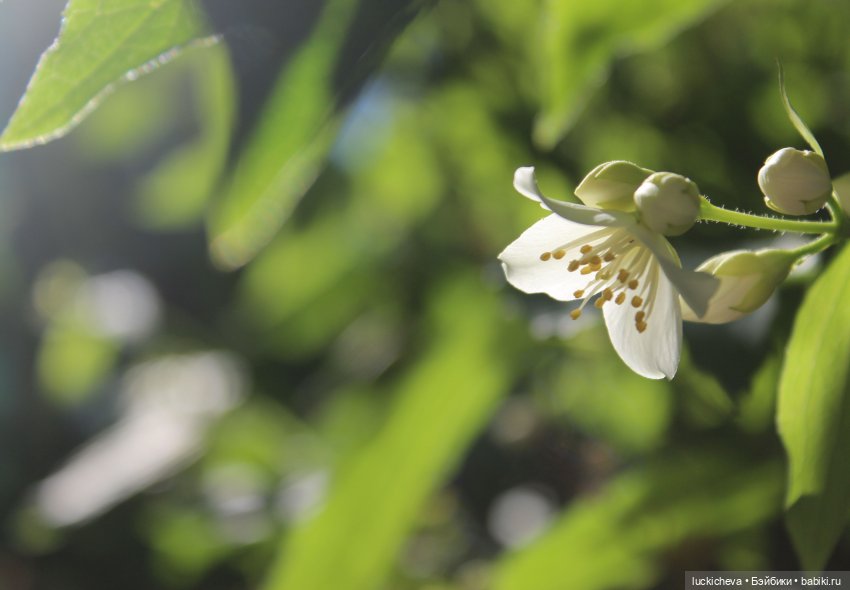 Файлин и Жасминовые Заметки (фото 2)