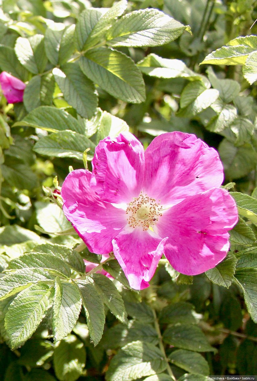 Файлин и Летние Заметки — Гибридизация кукол BJD (БЖД): пересадка головы