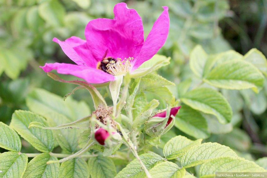 Файлин и Летние Заметки — Гибридизация кукол BJD (БЖД): пересадка головы (фото 6)