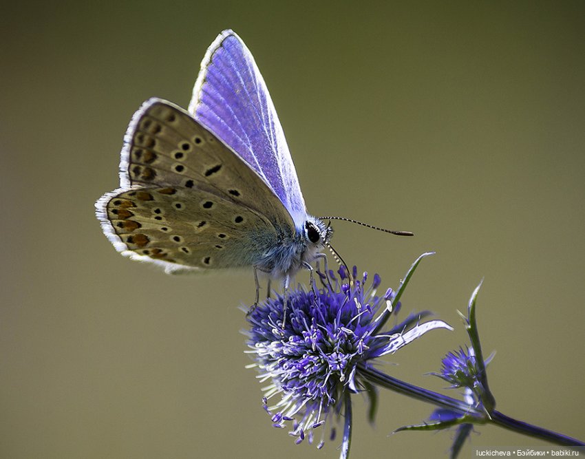 Файлин и Гербарии Чародейки. Эрингиум (фото 4)