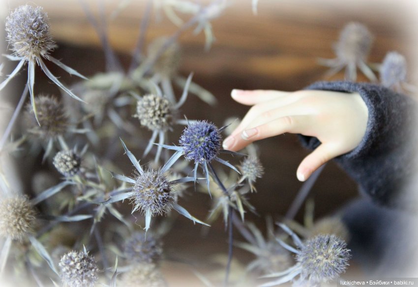 Файлин и Гербарии Чародейки. Эрингиум