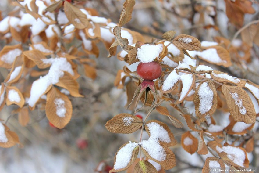 Зайчонок и Лисёнок встречают свою первую зиму | Бэйбики Зайчонок и Лисёнок встречают свою первую зиму