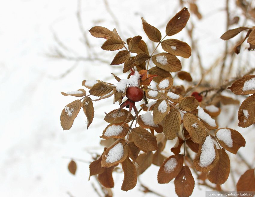 Зайчонок и Лисёнок встречают свою первую зиму | Бэйбики Зайчонок и Лисёнок встречают свою первую зиму (фото 8)
