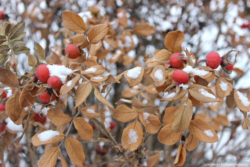 Зайчонок и Лисёнок встречают свою первую зиму | Бэйбики Зайчонок и Лисёнок встречают свою первую зиму
