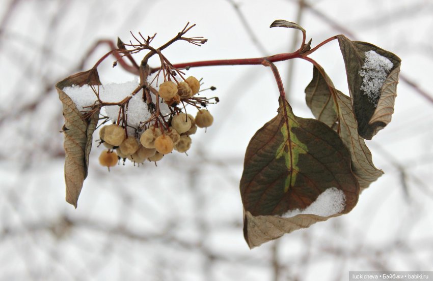 Зайчонок и Лисёнок встречают свою первую зиму | Бэйбики Зайчонок и Лисёнок встречают свою первую зиму (фото 2)