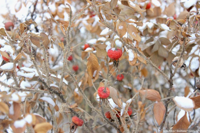 Зайчонок и Лисёнок встречают свою первую зиму | Бэйбики Зайчонок и Лисёнок встречают свою первую зиму (фото 10)