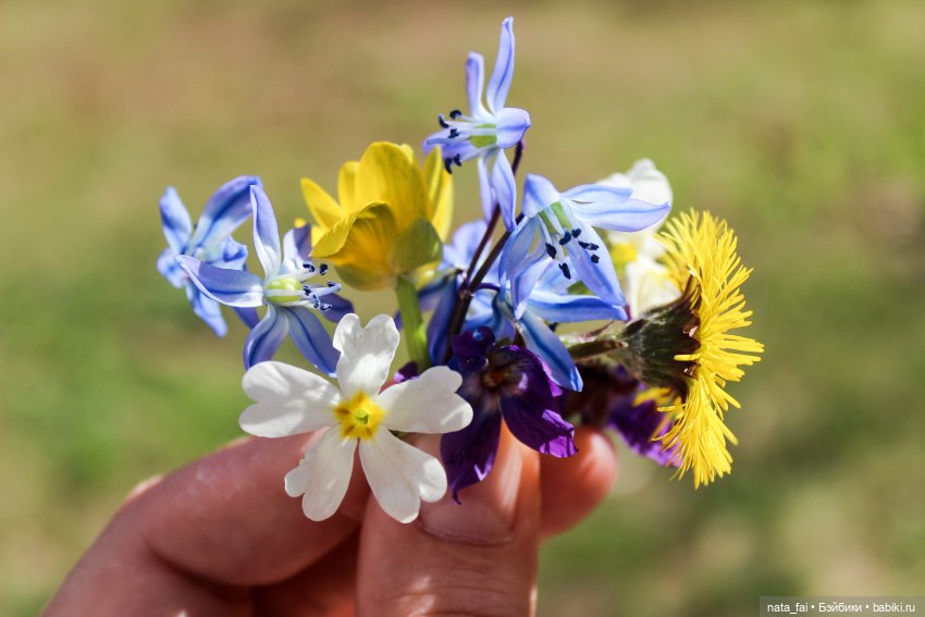 Файлин, рыська и первый весенний букет