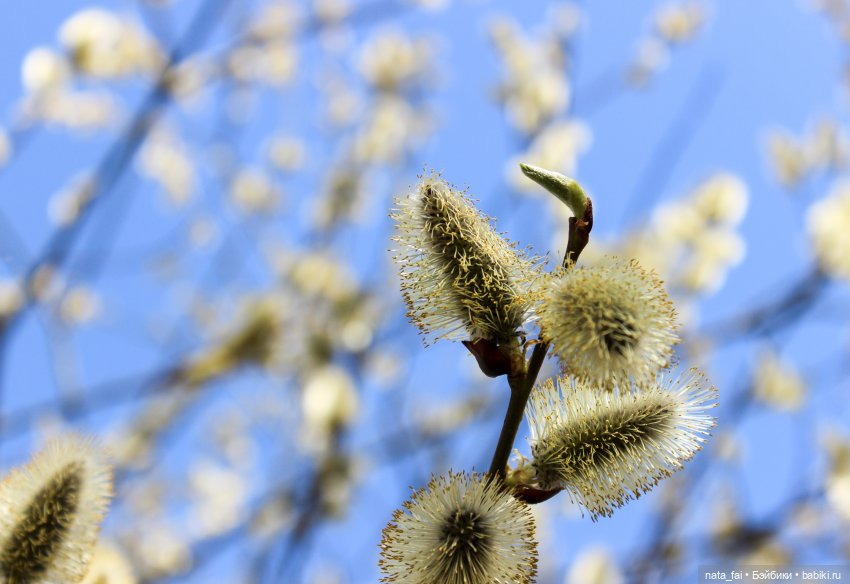 Файлин и городская ива — Гибридизация кукол BJD (БЖД): пересадка головы (фото 3)