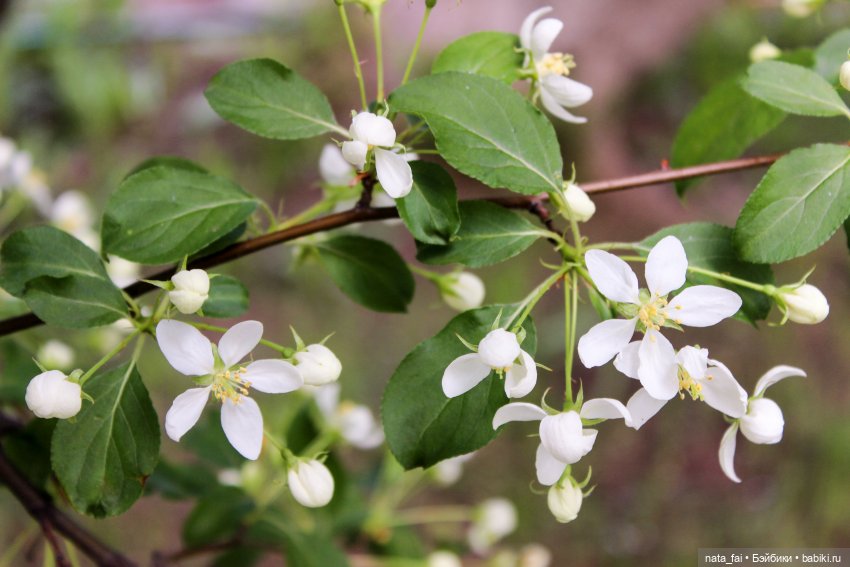 Файлин и цветущая весна — Гибридизация кукол BJD (БЖД): пересадка головы (фото 3)