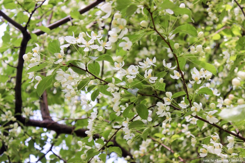 Файлин и цветущая весна — Гибридизация кукол BJD (БЖД): пересадка головы