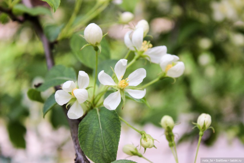 Файлин и цветущая весна — Гибридизация кукол BJD (БЖД): пересадка головы (фото 2)