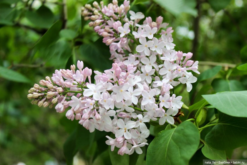 Файлин и цветущая весна — Гибридизация кукол BJD (БЖД): пересадка головы